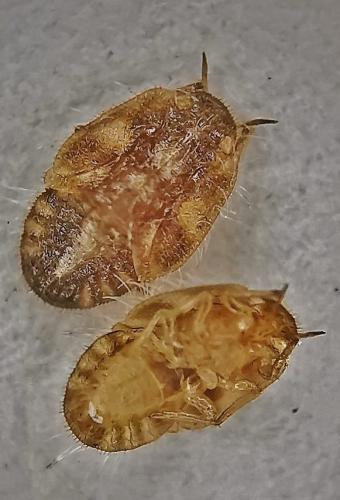 Réf. 338 993 : Trioza urticae